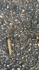Anisota virginiensis