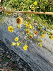 Grindelia integrifolia