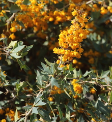 Berberis ruscifolia