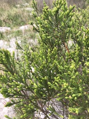 Passerina