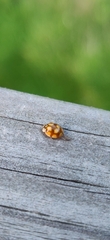 Adalia decempunctata
