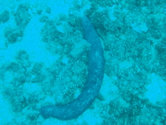 Holothuria