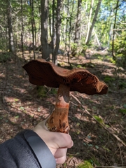 Cortinarius armillatus