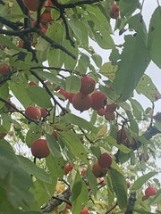 Malus prunifolia