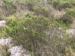 Passerina