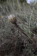 Leuzea conifera