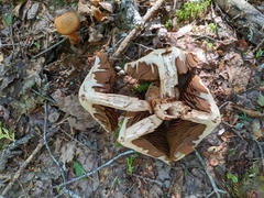 Cortinarius armillatus