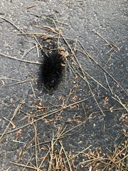 Hypercompe scribonia