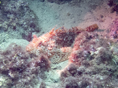Scorpaena scrofa