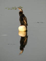 Anhinga novaehollandiae