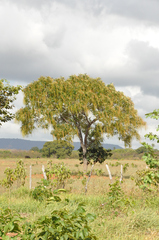 Simarouba versicolor