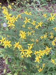 Helianthus microcephalus