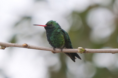 Chlorostilbon lucidus