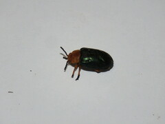 Chrysomeloidea