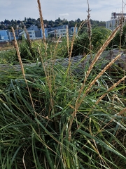 Leymus mollis