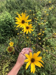 Helianthus atrorubens