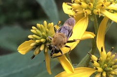 Pterallastes thoracicus