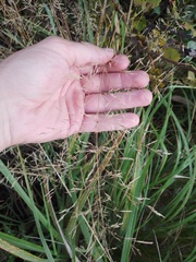 Agrostis stolonifera