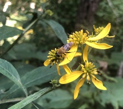 Pterallastes thoracicus