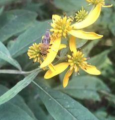 Pterallastes thoracicus