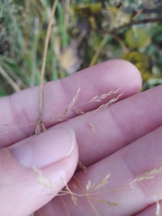 Agrostis stolonifera