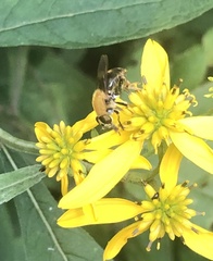 Pterallastes thoracicus