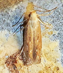 Isophrictis actinopa