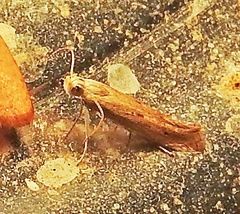 Isophrictis actinopa