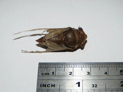 Cicadoidea