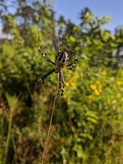 Argiope florida