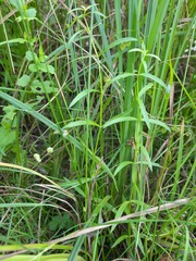Veronica scutellata