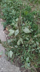 Amaranthus retroflexus