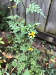 Bidens bipinnata