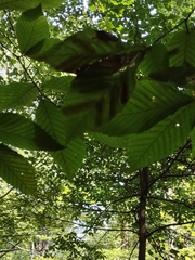 Litylenchus crenatae