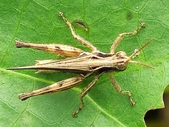 Orphulella
