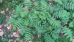 Ailanthus altissima