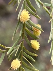Taxodiomyia