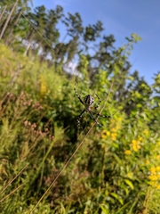 Argiope florida