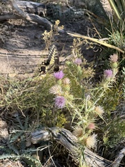 Papilio polyxenes rudkini