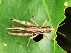 Orphulella