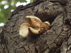 Pleurotus ostreatus