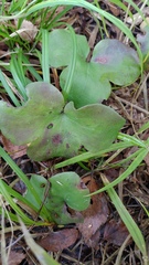 Hepatica nobilis