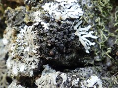 Staurolemma omphalarioides
