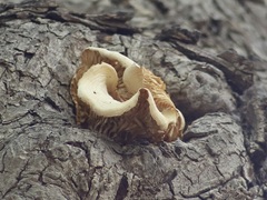 Pleurotus ostreatus