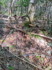 Cortinarius armillatus
