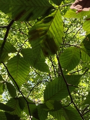 Litylenchus crenatae