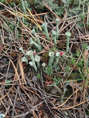 Cladonia deformis