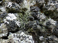 Staurolemma omphalarioides