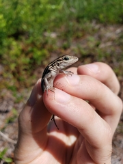 Aspidoscelis sexlineatus