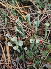 Cladonia deformis